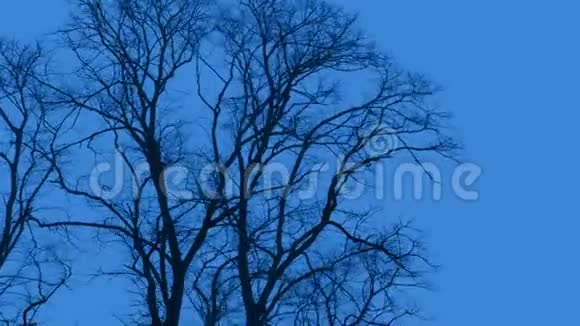 白天大风中的树木视频的预览图