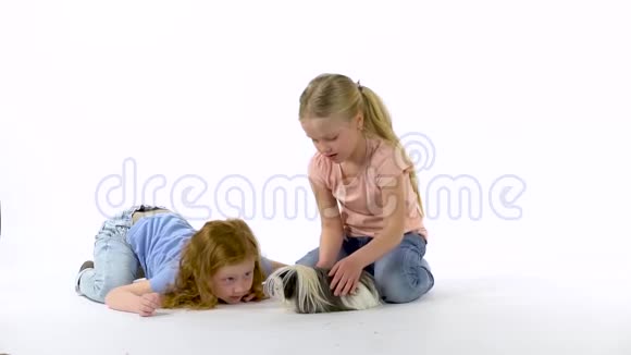 两个小女孩在白色背景下抚摸毛茸茸的雪蒂豚鼠慢动作视频的预览图