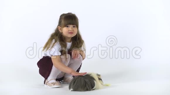 可爱的孩子在白色背景下抚摸毛茸茸的雪蒂豚鼠快乐的童年概念慢动作视频的预览图