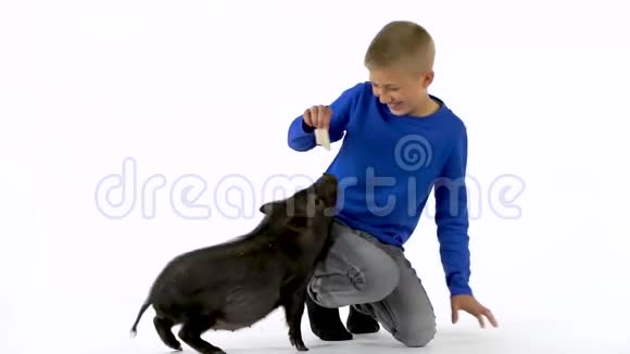 男孩正在喂小黑猪迷你猪在白色背景慢动作视频的预览图