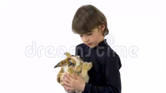 布鲁尼特男孩抱着三只彩色兔子在白色背景下抚摸慢动作视频的预览图