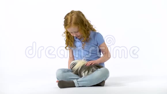 红头发的小女孩卷曲的头发正在抚摸蓬松的雪莉豚鼠在白色的背景慢动作视频的预览图