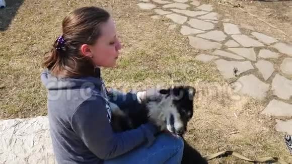 女孩和一只威尔士科吉狗玩抚摸它的头视频的预览图