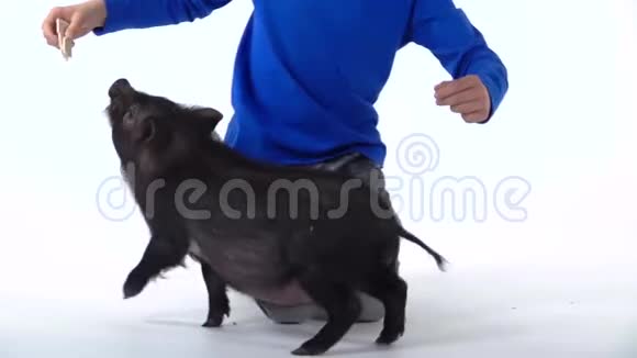 男孩正在喂小黑猪迷你猪在白色背景慢动作关门视频的预览图