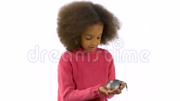 小非洲女孩手里拿着一只灰色的大型装饰啮齿动物白色背景下有一条羊毛尾巴慢动作视频的预览图