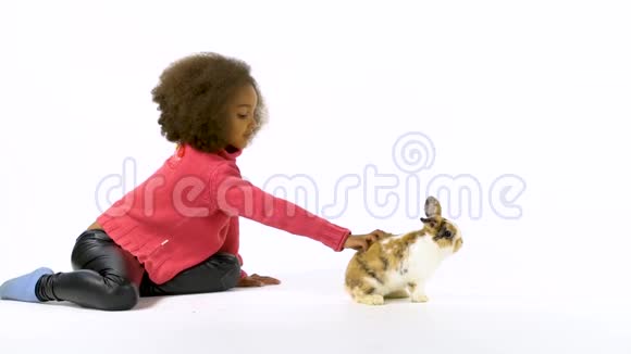 可爱的三只彩色兔子在嗅着环顾四周小非洲卷发女孩在抚摸他慢动作视频的预览图