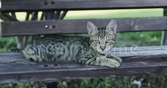 一只老虎色的小猫躺在公园的长凳上视频的预览图