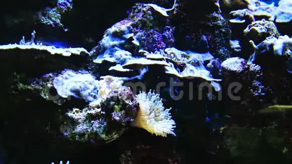 海洋水族馆里的海葵视频的预览图