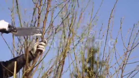 伐木工人在院子里缝制果树视频的预览图