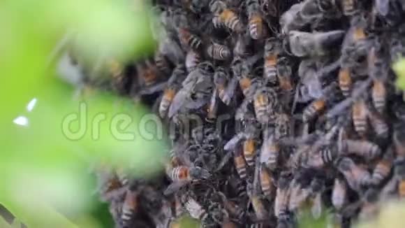 蜜蜂蜜蜂快速活动视频的预览图