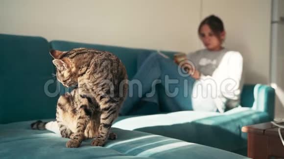 舒适的4k镜头一个年轻的女人躺在沙发上抱着一只小猫视频的预览图