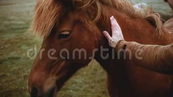年轻的旅行者抚摸着冰岛马在田野上放牧男子在农场欣赏美丽的风景和动物视频的预览图