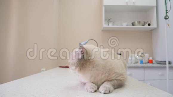 诊所里漂亮的白猫视频的预览图