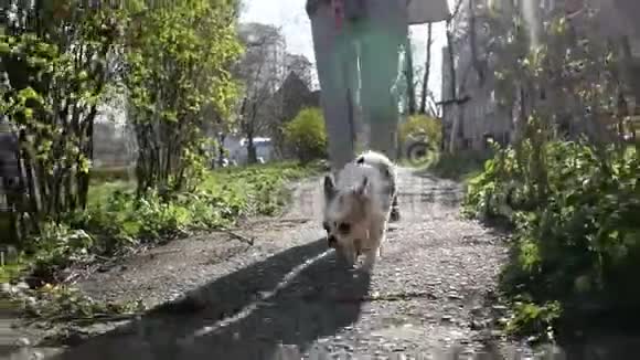 美丽可爱的奇瓦瓦狗在城市公园散步走在业主的皮带慢镜头狗在小路上走刺眼的阳光视频的预览图