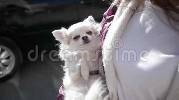 亲密的女人抱着可爱的白色小狗像小孩子一样在户外繁殖吉娃娃视频的预览图