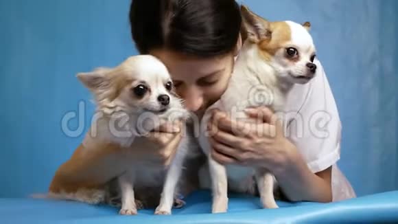 狗的年轻女主人拥抱和亲吻两只奇瓦瓦爱人爱狗视频的预览图