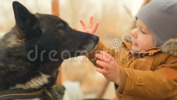 小男孩摸黑狗鼻子的慢动作与宠物的孩子的友谊视频的预览图