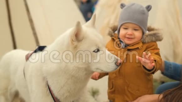 一个好奇的小孩子和一只白色的哈士奇狗玩耍的慢动作视频的预览图