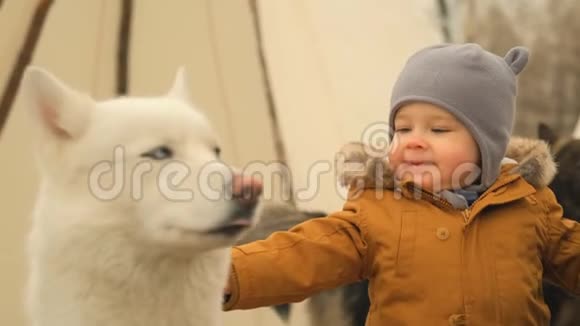 一个小男孩和一只狗玩的慢动作视频的预览图