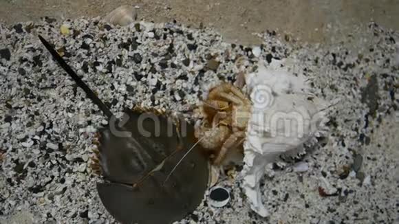 隐蟹在鱼塘里视频的预览图