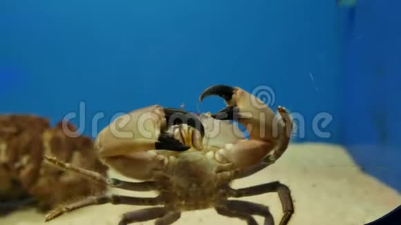 隐蟹在鱼塘里视频的预览图