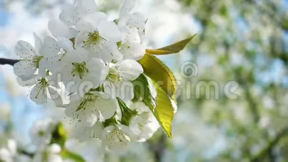 白色盛开的樱花树视频的预览图