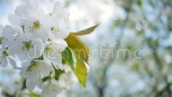 白色盛开的樱花树视频的预览图