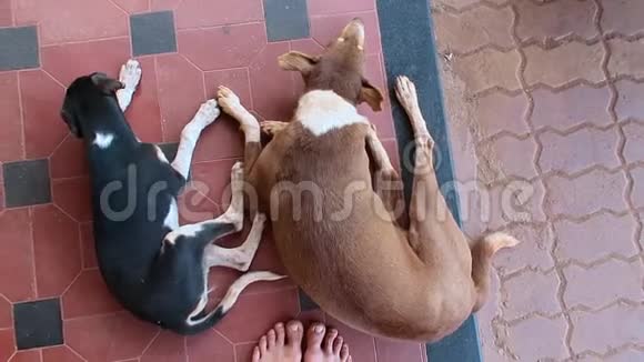 两只狗躺在地上视频的预览图