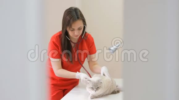 女兽医在诊所检查猫视频的预览图
