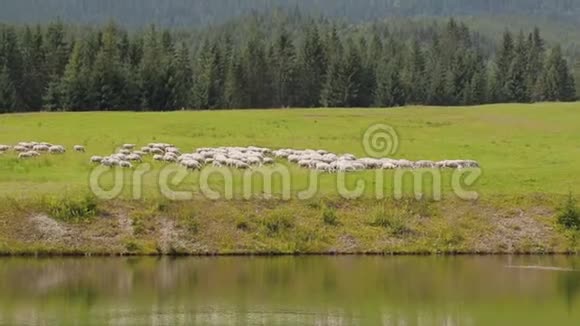 一群羊在山里的草地上视频的预览图