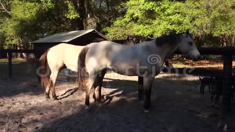 奥卡拉的马和山羊视频的预览图