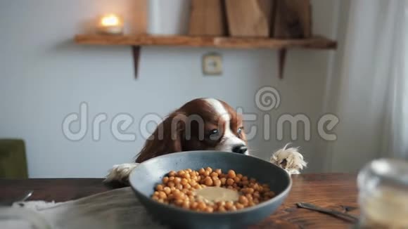 一只有趣的狗坐在桌旁旁边有一碗鹰嘴豆里面有自制鹰嘴豆的配料特写视频的预览图