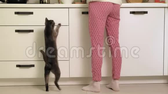 一个女人在厨房里喂猫视频的预览图