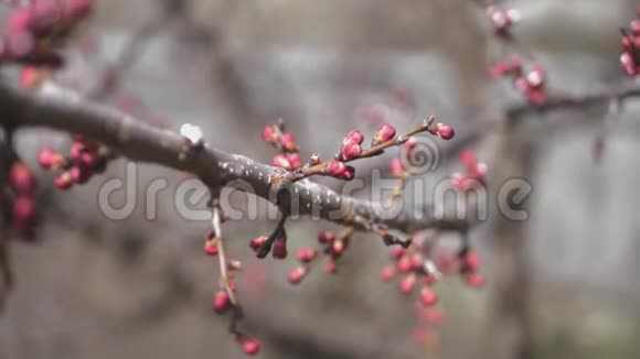 春天杏树的花视频的预览图