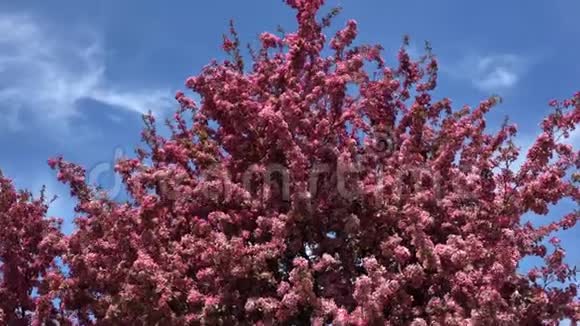粉红色的樱花盛开视频的预览图