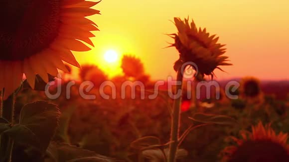 日落时盛开的向日葵视频的预览图