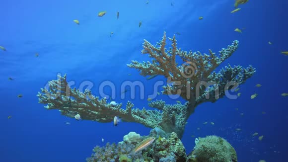 蓝水背景和珊瑚视频的预览图