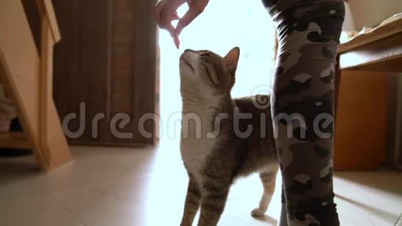 年轻的雌性在家喂着灰白色的猫视频的预览图
