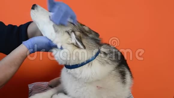 兽医戴防护手套放置衣领视频的预览图