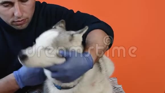 护理专家清理一只哈士奇犬种的毛视频的预览图