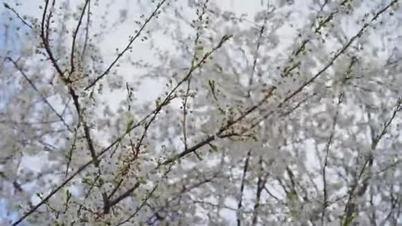 早春开花树视频的预览图