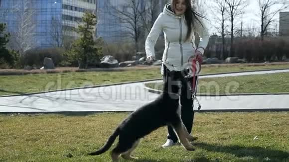 女孩正在训练她的狗的本性狗跑玩棍子快乐的年轻女人玩她的德国牧羊犬视频的预览图