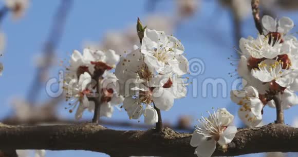 早春盛开的杏花视频的预览图