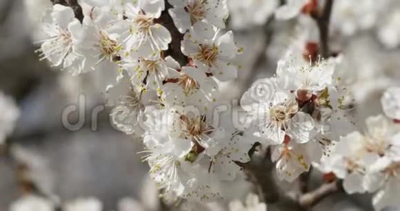 早春盛开的杏花视频的预览图