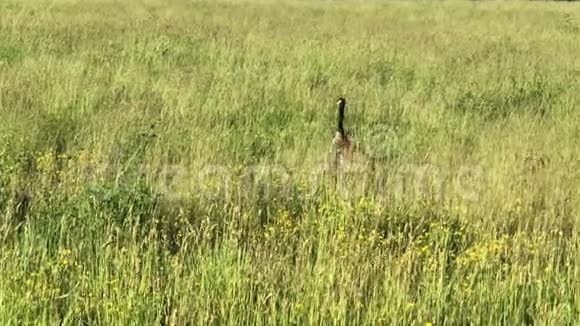 加拿大鹅在草地上吃东西视频的预览图