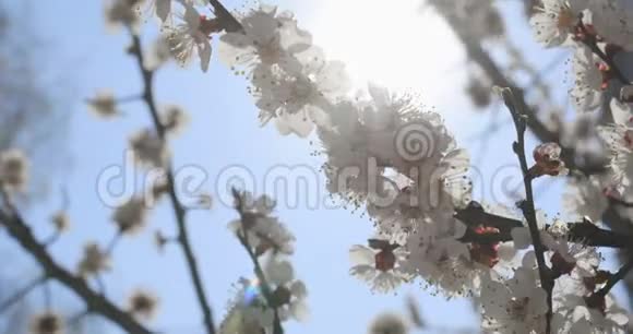 天空背景上的开花树视频的预览图