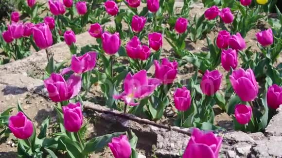 郁金香的多色花坛视频的预览图