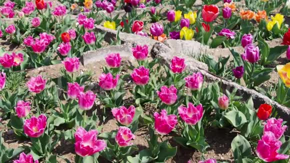 郁金香的多色花坛视频的预览图