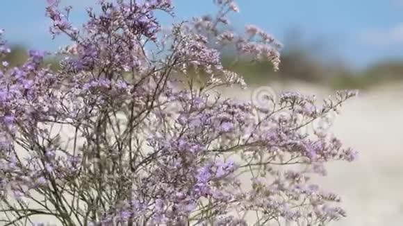 沼泽迷迭香的紫色花朵视频的预览图
