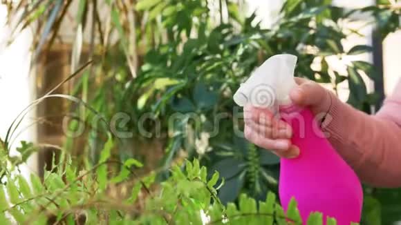 年长的女人在家里喷植物视频的预览图